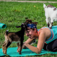 Baby Goat Yoga